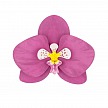 PártyDeco - Paper decorations Aloha - Orchids (6 ks) - DS008