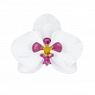 PártyDeco - Paper decorations Aloha - Orchids (6 ks) - DS008